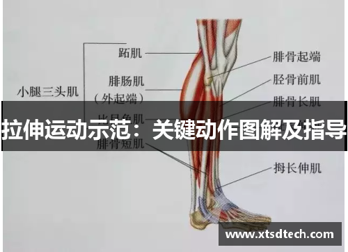 拉伸运动示范：关键动作图解及指导
